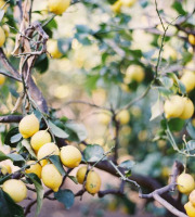 Graines Précieuses - Marinade Aux Citrons Confits Bio De Nice, Aux Épices Douces Et Gingembre Frais Râpé.