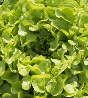 Les Champs Paradis - Salade Feuille de chêne verte