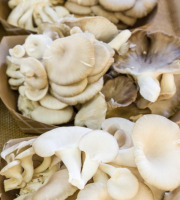 L'OLIVERAIE DU COUDON - CHAMPIGNONS PLEUROTE 2KG