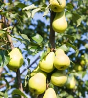 La Boite à Herbes - Poire William bio 3 kg