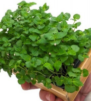 Horssol - Ferme urbaine - Micro-pousse de Shiso vert x4 barquettes