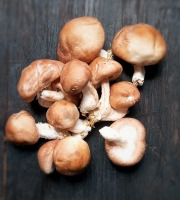 Elevage de Cochons en Forêt et Produits du Terroir Jurassien - [Précommande] Champignons frais SHIITAKE