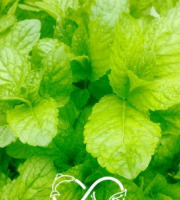 Nature et Saveurs - Ferme Aquaponique et Permacole Astérienne - Menthe pamplemousse — fraîcheur fruitée et notes d’agrume