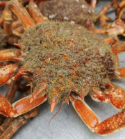 Le Termer - Araignées moussettes vivantes