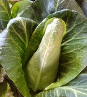 Aux Jardins des Colibris - Chou pointu de printemps à l'unité