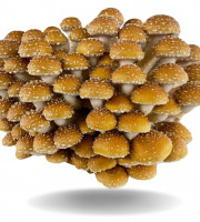 Naturélium - La pholiote du châtaignier 500g