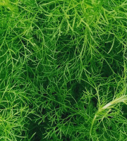 Naturélium - Fenouil sauvage en feuille - botte de 200g