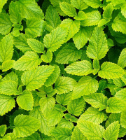 Nature et Saveurs - Ferme Aquaponique et Permacole Astérienne - Mélisse citronnée — Bouquet frais