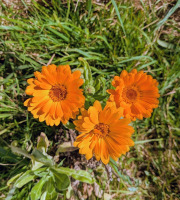 Nature et Saveurs - Ferme Aquaponique et Permacole Astérienne - Fleurs de souci calendula orange - 15g