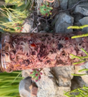 L'OLIVERAIE DU COUDON - SALADE DE PETITS POULPES # SELECTION PRESTIGE  1L5 poids 1350Gr