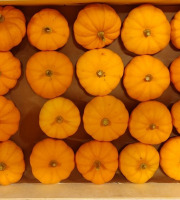 Ferme de la ville basse - Courge Jack be little 400/450Gr