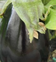 Mon Petit Producteur - Aubergine violette bio Shakira [poids Moyen 350g]+
