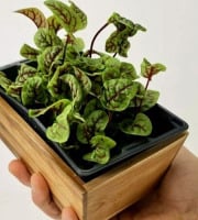 Horssol - Ferme urbaine - Micro-pousse d'Oseille sanguine x4 barquettes