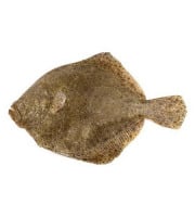 Ma poissonnière - Turbot Vidé - Pièce De 1,5 Kg
