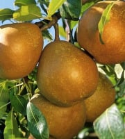 L'OLIVERAIE DU COUDON - POIRE 3KG