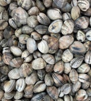 Aquaculture Chez Jaouen - Palourdes 1kg