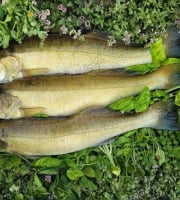 Aquaverdier - Sandre entier vidé écaillé 1,2kg