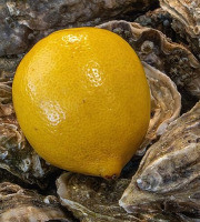 LA BELLE OSTREA - Citron