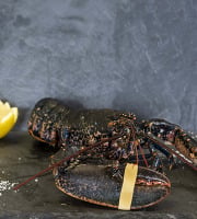 Fine de Cancale - Homard Bleu Vivant- 450/600g (1 pièce)