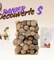 Les Myconautes - Panier Myconautes champignons bio - Taille S