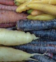 L'OLIVERAIE DU COUDON - Carottes multicolores – 5 kg