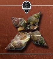 Saint Kerber - Cancale - Bulots cuits à la sicilienne 3kg