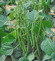L'OLIVERAIE DU COUDON - Haricots Verts 4KG
