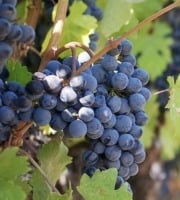 L'OLIVERAIE DU COUDON - RAISIN NOIR PRIMA   5kg