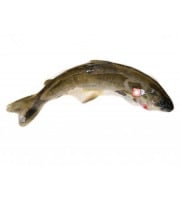 Ma poissonnière - Omble Chevalier - Lot De 4 Pièces De 180/300 Gr