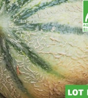Mon Petit Producteur - Melon Céleste Bio x 2 [ Poids Moyen 1100 kg ]+