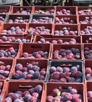 Vergers des brunots - Prune "Fortune" 10kg