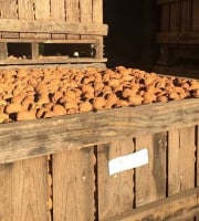 La Noyeraie des Borderies - NOIX BIO Gros Calibre (32+) PROMO 10 kg !!  RÉCOLTE 2025