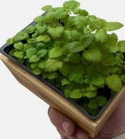 Horssol - Ferme urbaine - Micro-pousse de Mélisse x4 barquettes