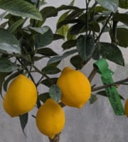 L'OLIVERAIE DU COUDON - VOTRE CITRONNIER MEYER CHEZ VOUS POT DE 20CM - H 50 /60 CM