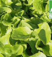 Mon Petit Producteur - Salade Feuille De Chêne Bio - [vendu Par 1 Pièce]
