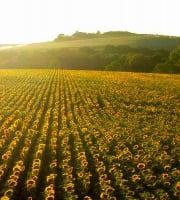 Les Vergers De Tailhac - Huile vierge de Tournesol