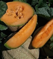 La Maison du Melon - Melon charentais x11