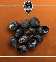 Saint Kerber - Cancale - Bigorneaux grimpés - calibre Gros - barquette de 1 kg