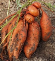Mon Petit Producteur - Patate douce bio [vendu Par 1 Kg]+
