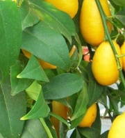 L'OLIVERAIE DU COUDON - VOTRE LIMEQUAT CHEZ VOUS POT DE 20CM - H 50 /60 CM