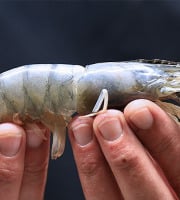 Obsiblue - Gambas bleues de Nouvelle-Calédonie - Gambas Bleues De Nouvelle-calédonie - Calibre 21-25 - 3kg