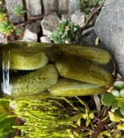 L'OLIVERAIE DU COUDON - GRANDS CORNICHONS AIGRE-DOUX POT DE 660GR