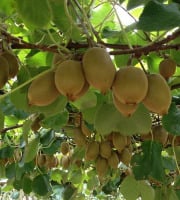 L'OLIVERAIE DU COUDON - KIWI JAUNE( GOLD ) 6 PIECES