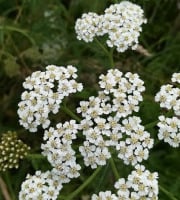 La Cabane à plantes - Infusion Achillée Millefeuille