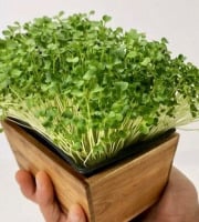 Horssol - Ferme urbaine - Micro-pousse de Mizuna verte x4 barquettes