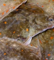 Notre poisson - Plie 300gr/400gr en lot de 2kg