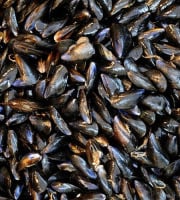 Opale Vivier - Moules de bouchot - Mont Saint Frieux - 5kg