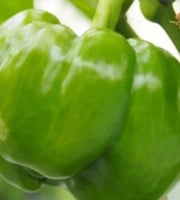 Mon Petit Producteur - Poivron vert bio [Poids Moyen 1kg]+