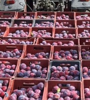 Vergers des brunots - Prune "Fortune" 2kg