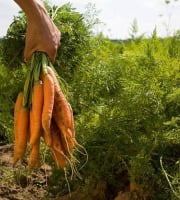 Mon Petit Producteur - Carotte terre Bio [vendu Par 1 Kg]+